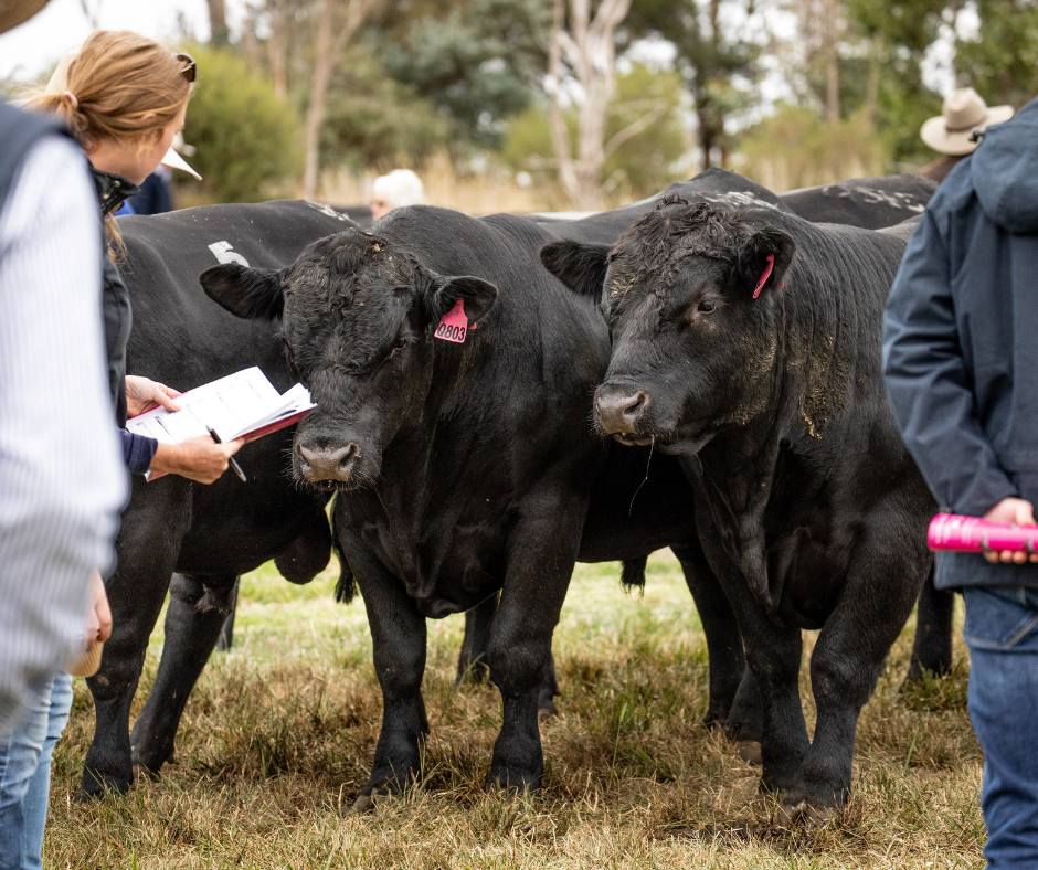 neXtgen Agri article: The Genetics Behind Angus Cattle with Tom Gubbins